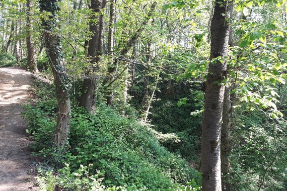 Außergewöhnliche Waldparzelle in den Süchtelner Höhen von 41749 Viersen-Süchteln