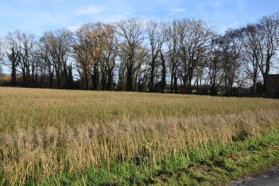 Verpachtete Ackerfläche mit 13.620 m² in 41334 Nettetal-Leuth